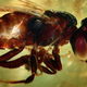 Illustration for article titled Dinosaur DNA cannot be extracted from amber